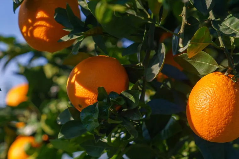 Orange tree