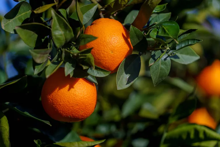 Orange tree