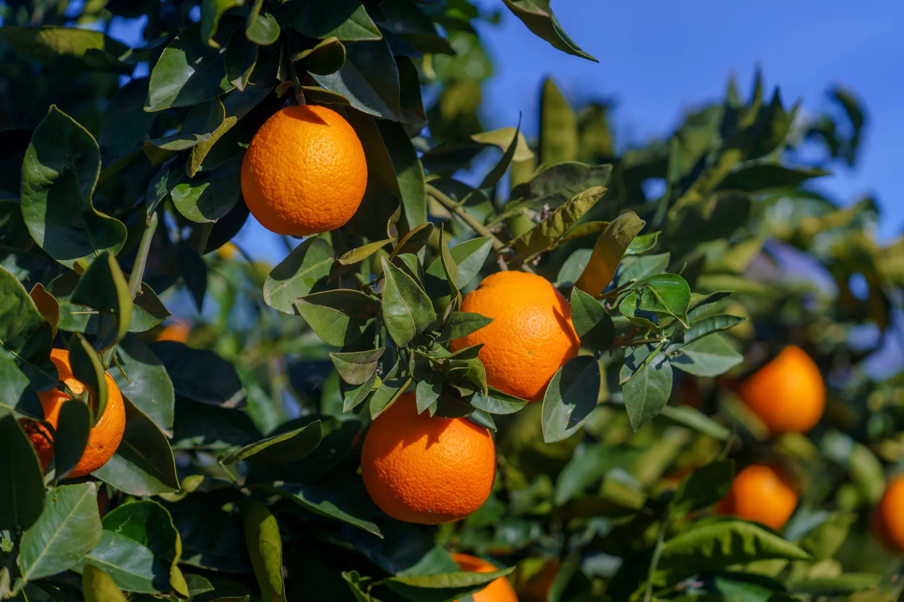 Orange tree