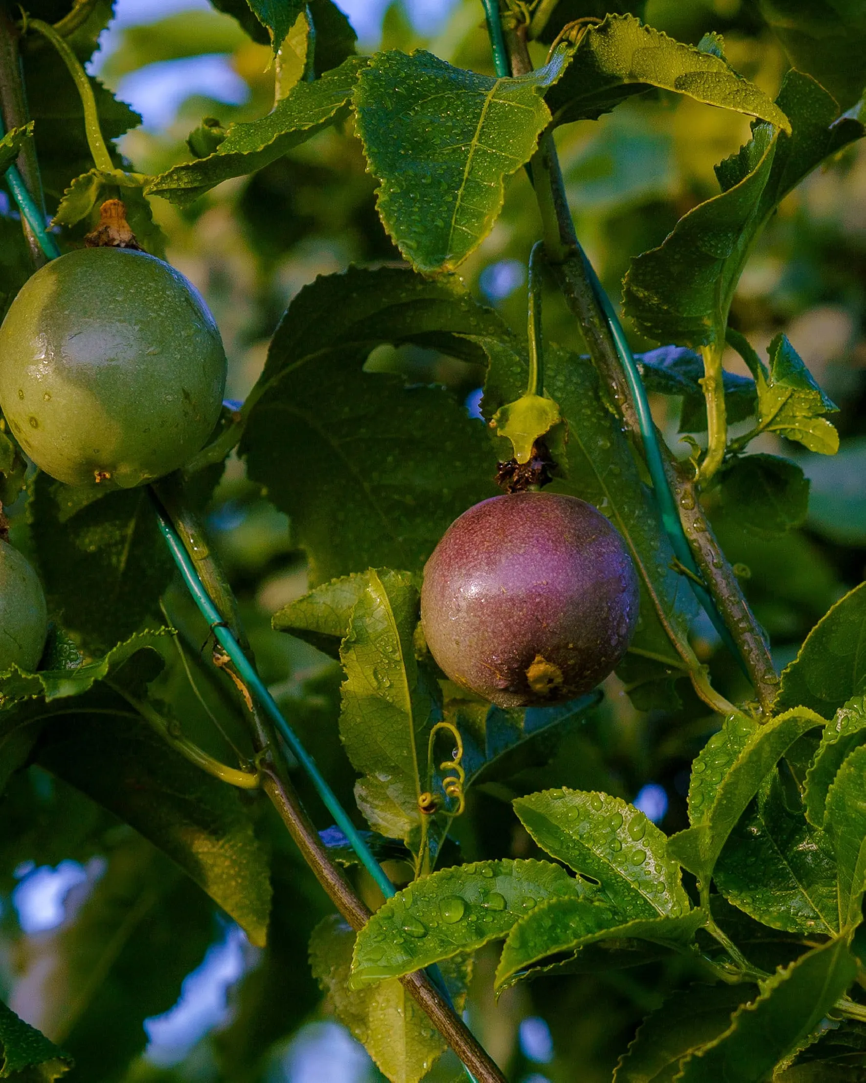 Passion Fruit Tree