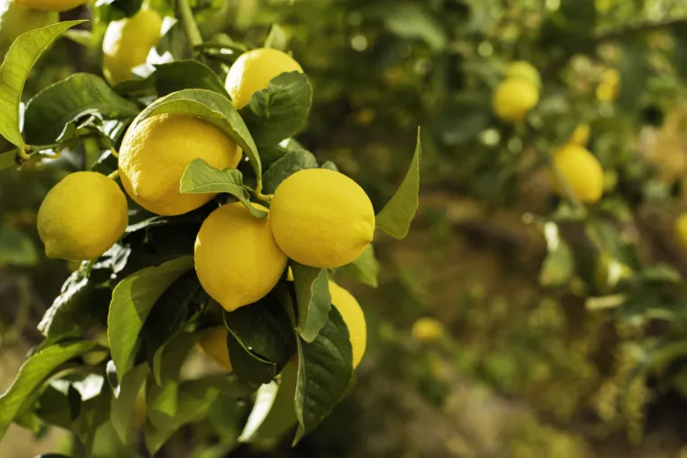 Organic Corsican Lemons