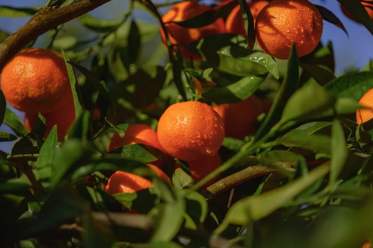 Clementine tree