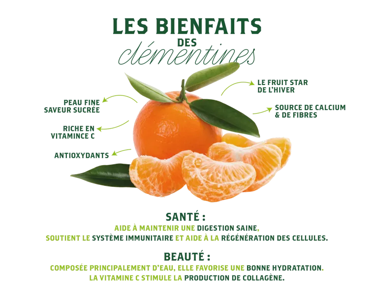 Organic Corsican clementines PGI | Producer of organic clementines from Corsica