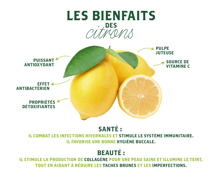 Korsische Bio-Zitrone Produzent - Verkauf von 100% korsischer Bio-Zitrone