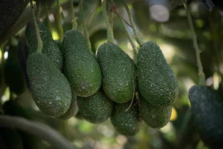Bio-Avocados