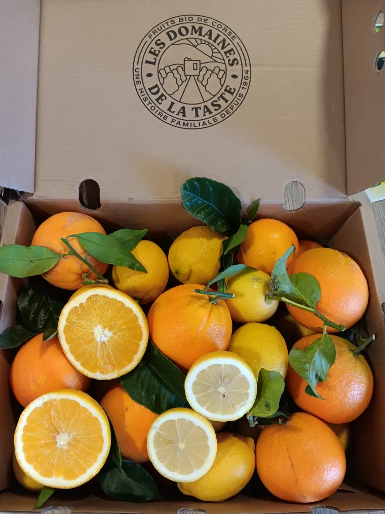 Organic Corsican clementines PGI | Producer of organic clementines from Corsica