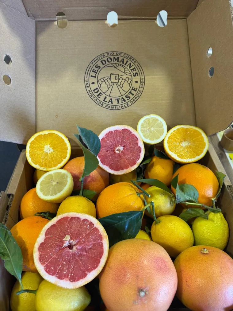 Organic Corsican clementines PGI | Producer of organic clementines from Corsica