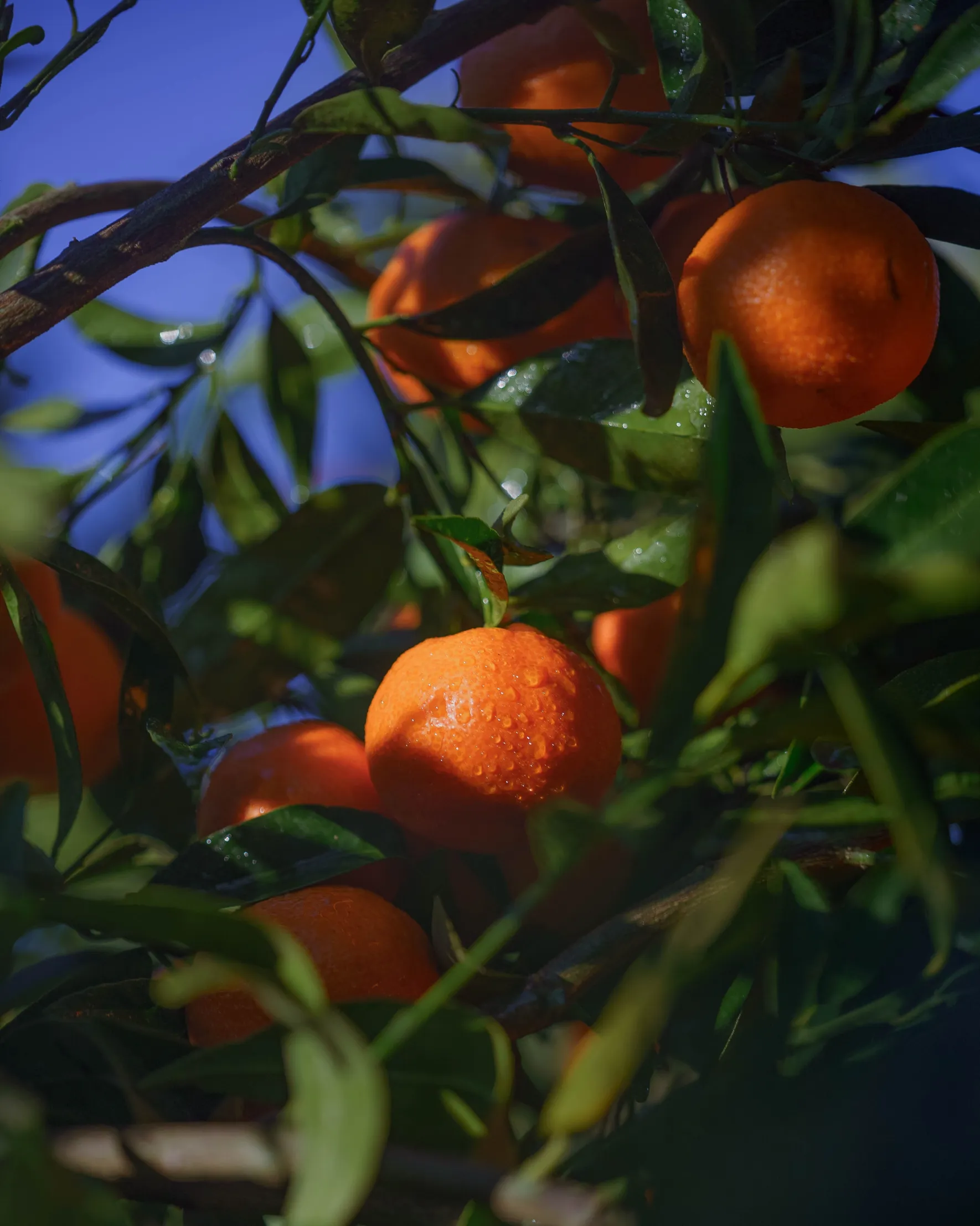 Organic Corsican PGI clementines