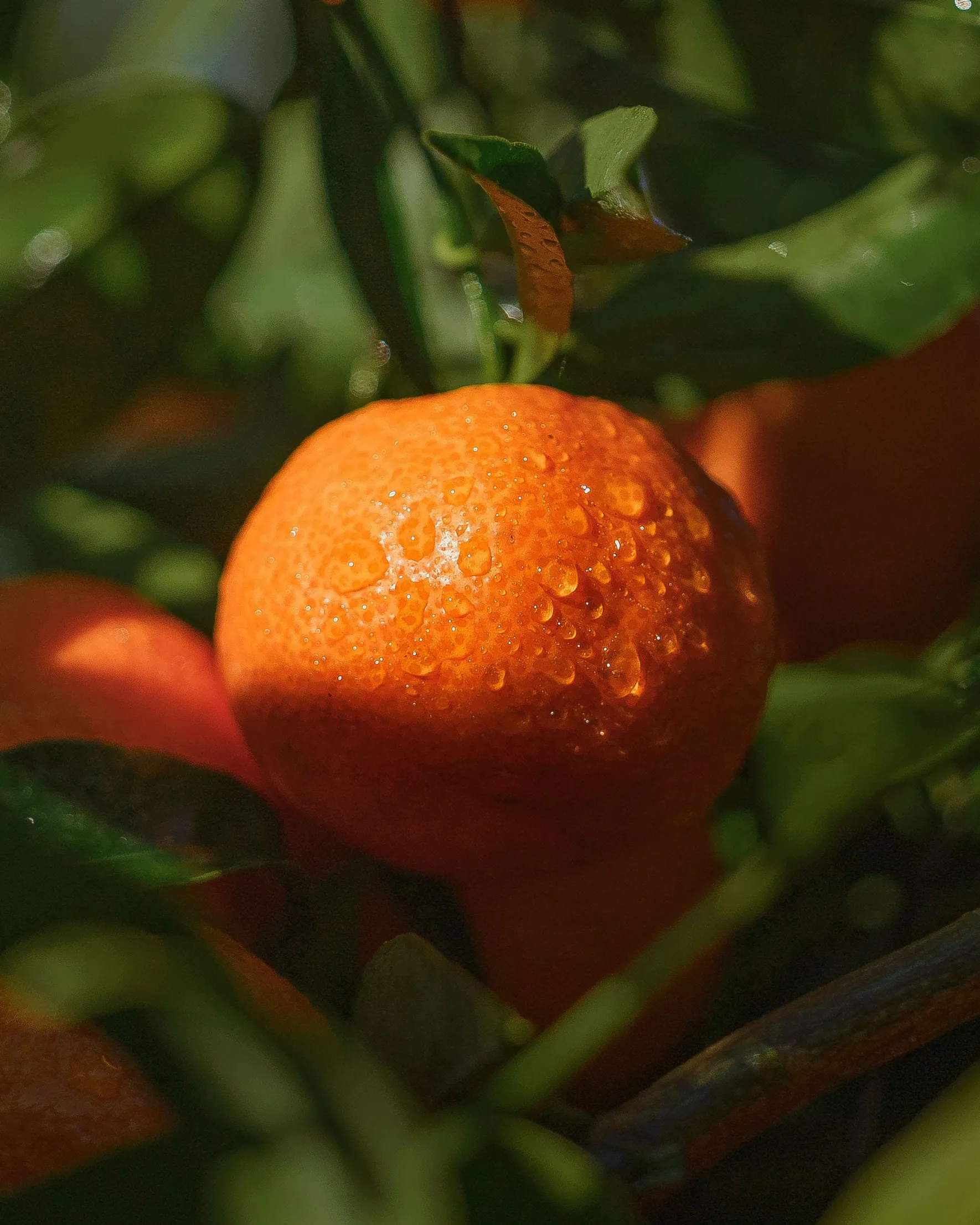Bio-Korsische Clementine - IGP