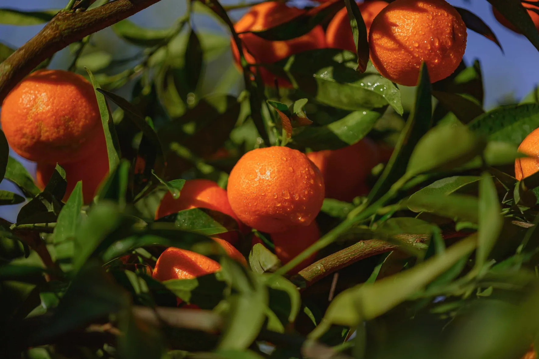 Organic Corsican PGI clementines