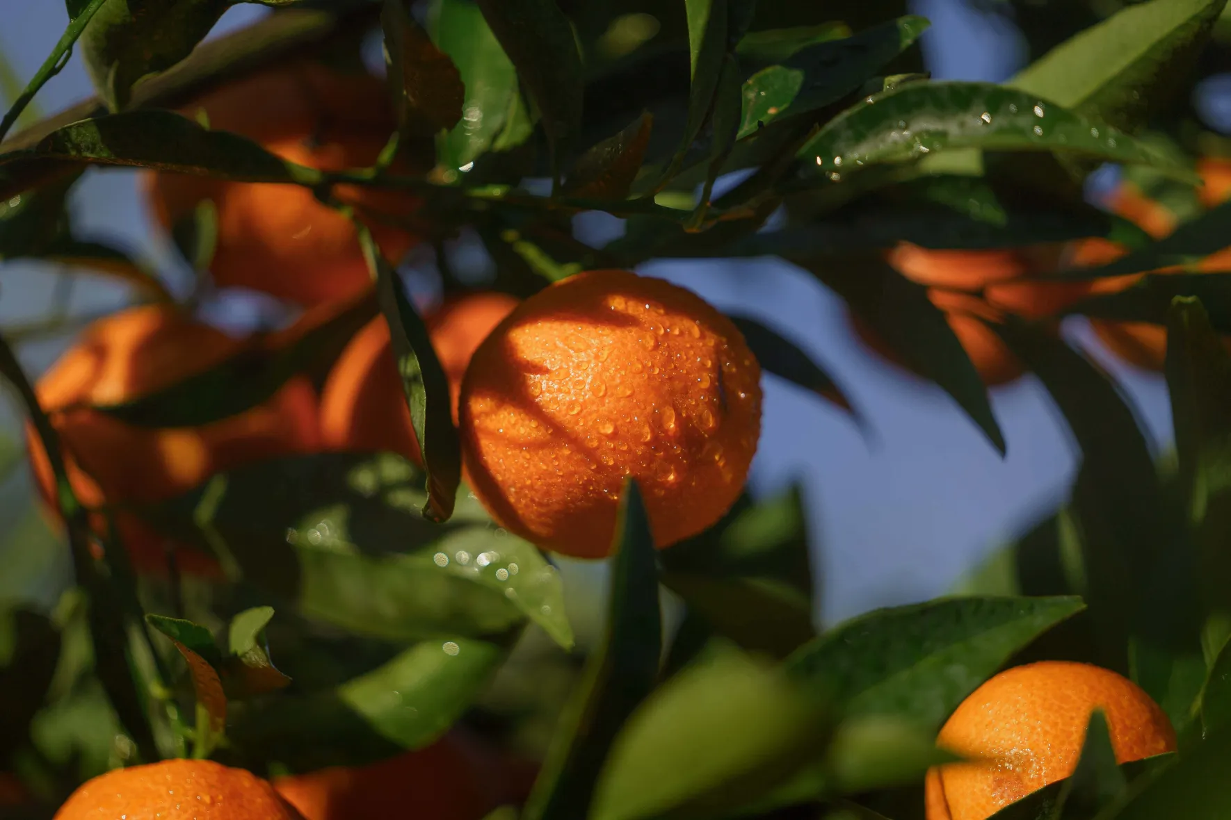Organic Corsican PGI clementines
