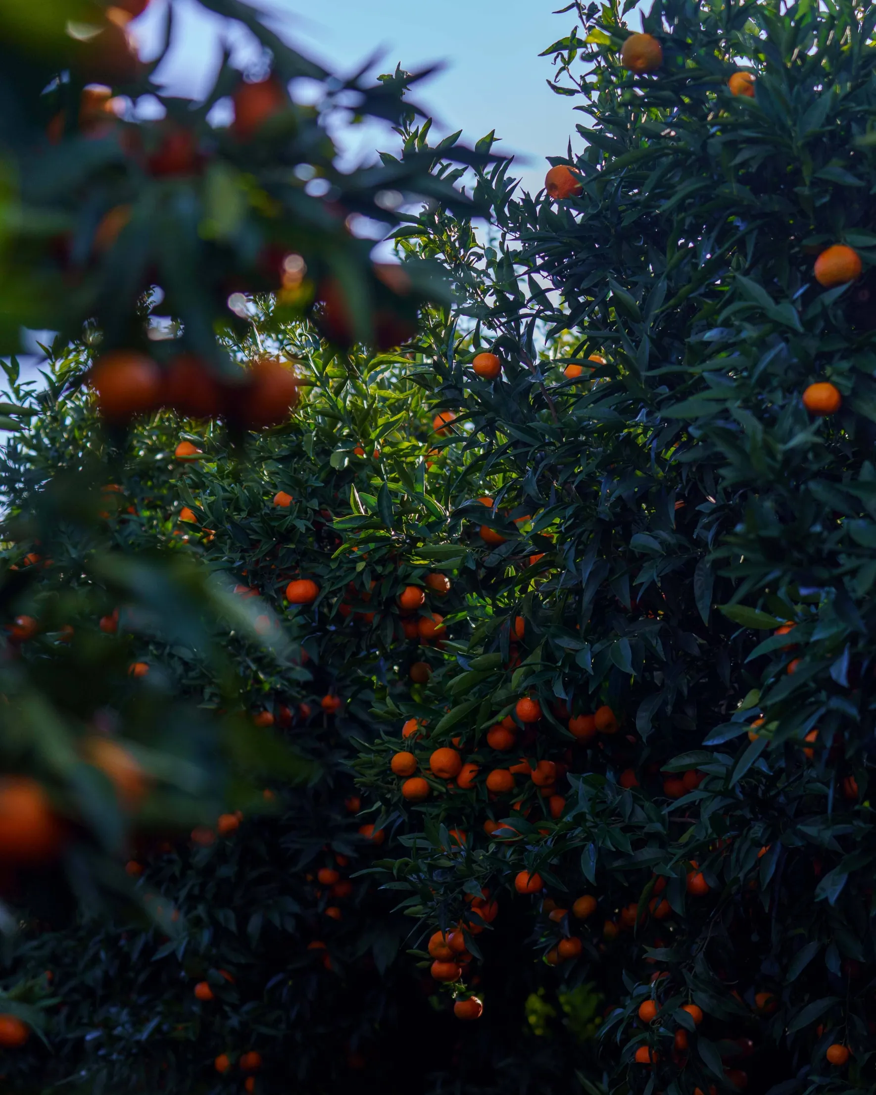 Bio-Korsische Clementine - IGP