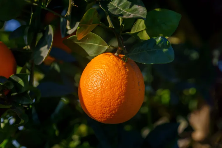 Oranges en conversion Bio Corse