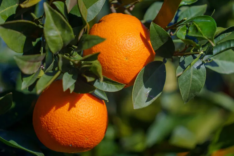 Organic Corsican orange producer - Sale of organic Corsican navel orange